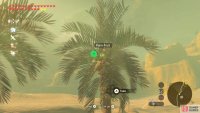 At the oasis, there are many trees with Palm Fruit.