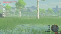 Occasionally, you’ll find Water Buffalo nearby as well.