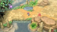 An Octillery in Fountainspring Cave.