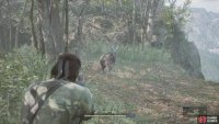 You came back to this area to find a Markhor to contribute to your Food Collection.