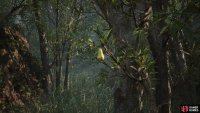 After exiting the swamp, look up at the tree in the little clearing to find some Golova fruits.