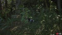 You can find some Magpies in the grass on the right side of the first area.
